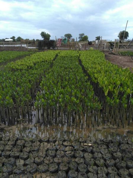 Mangrove restoration and environmental education: community coastal development in the Tangerang Regency