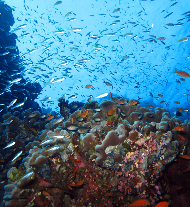 Underwater World Red Sea