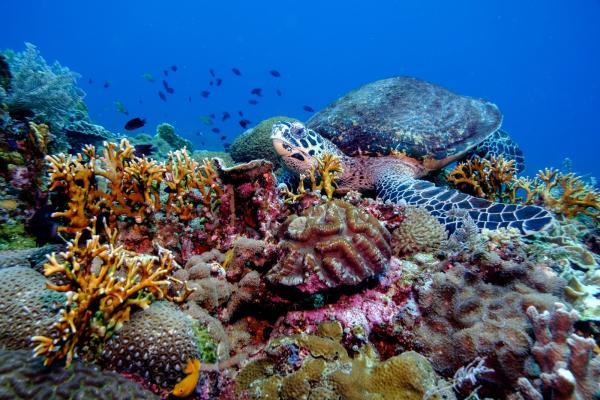 World Wildlife Day 2019: Concerted actions for marine wildlife